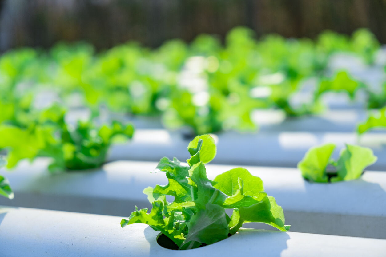 hydroponic agriculture